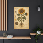 Vintage Botanical Sunflower Study Wall Art & Canvas Print