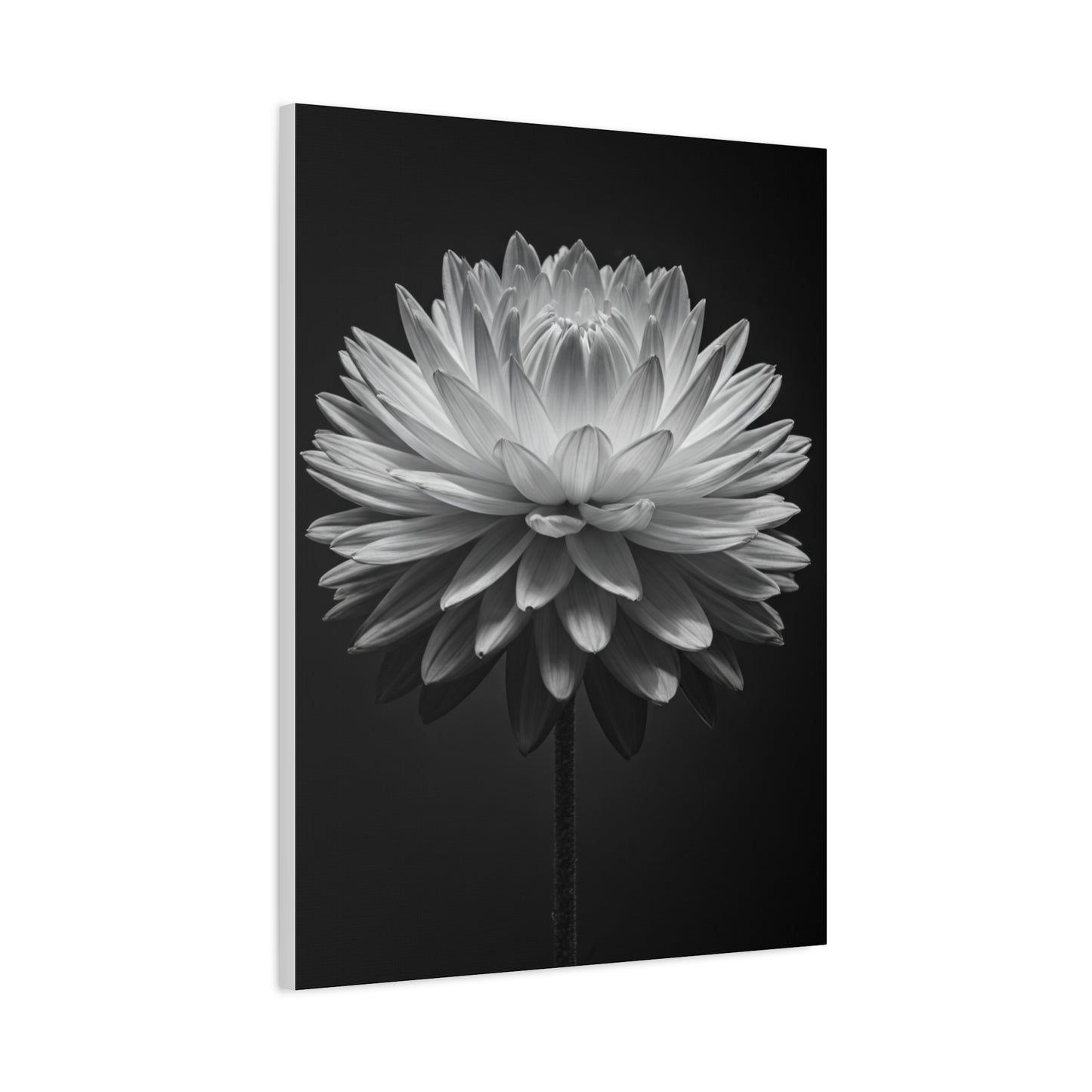 Symmetrical Dahlia Bloom Wall Art & Canvas Prints