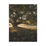 Ancient Oak Golden Dawn Landscape Trees Wall Art & Canvas Print