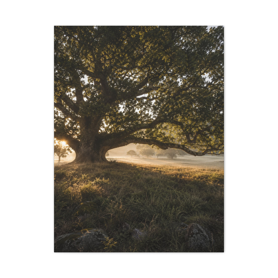 Ancient Oak Golden Dawn Landscape Trees Wall Art & Canvas Print