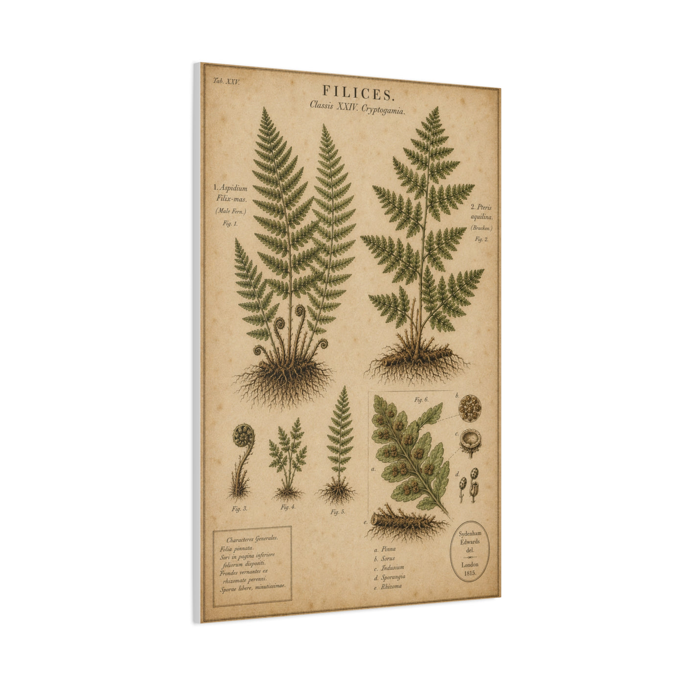 Antique Fern Herbarium Plate Wall Art & Canvas Print