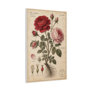 Victorian Rose Botanical Study Wall Art & Canvas Print