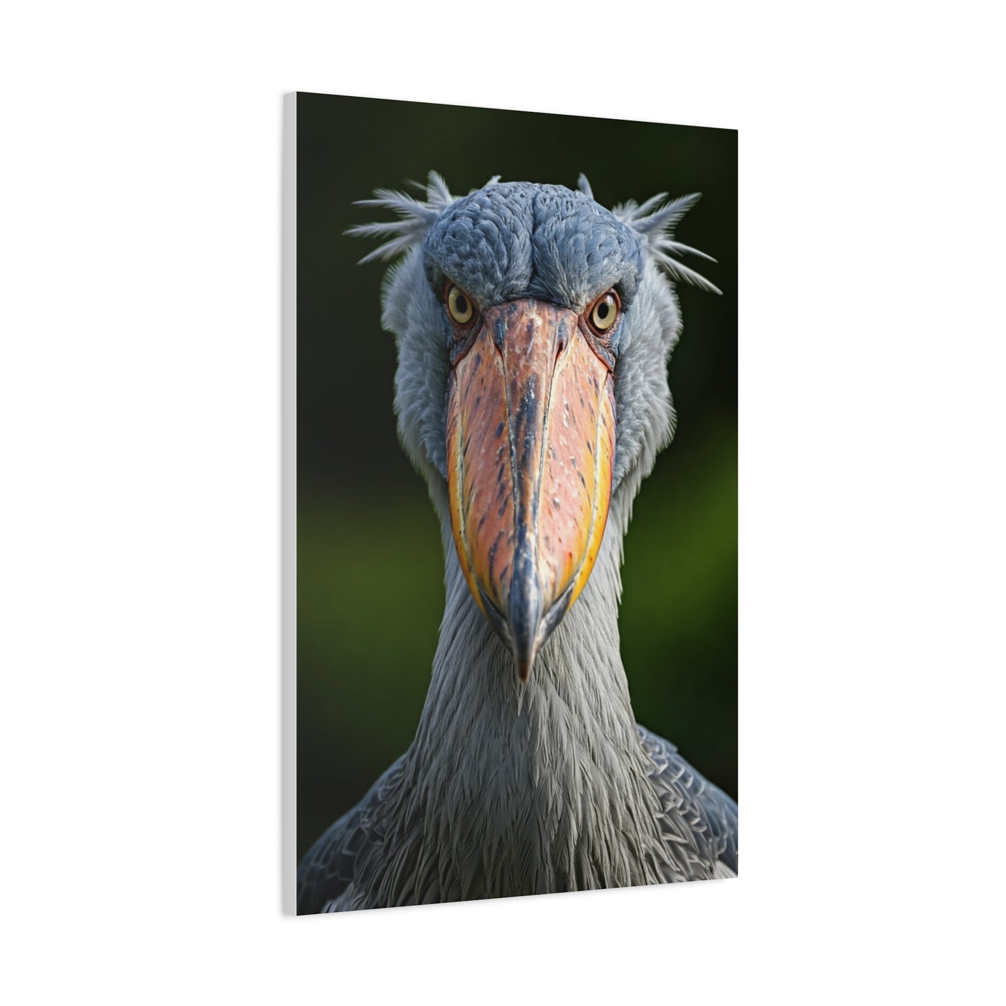 Majestic Shoebill Stork Close-Up Wall Art & Canvas Prints