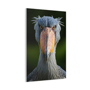 Majestic Shoebill Stork Close-Up Wall Art & Canvas Prints