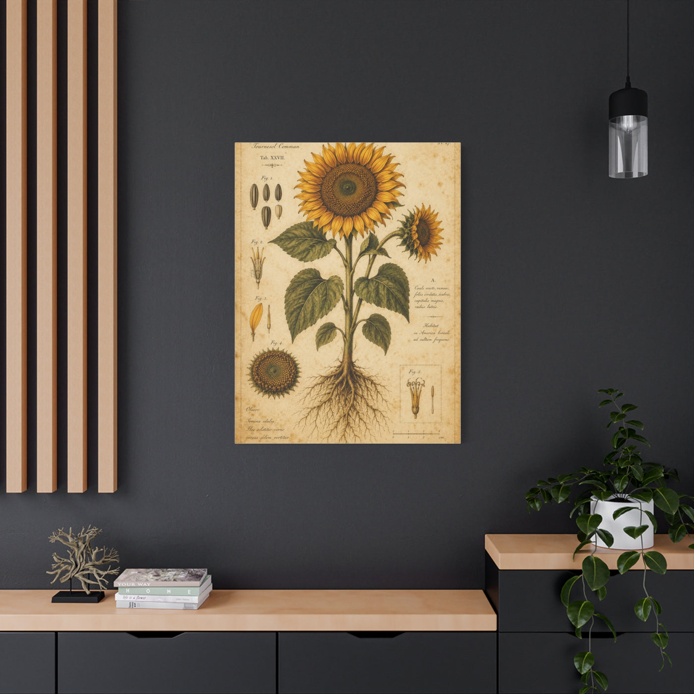 Vintage Botanical Sunflower Study Wall Art & Canvas Print