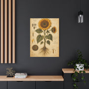 Vintage Botanical Sunflower Study Wall Art & Canvas Print
