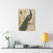 Victorian Scientific Peacock Study Wall Art & Canvas Print