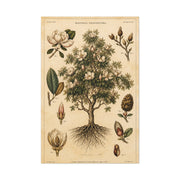 Vintage Magnolia Botanical Study Trees Wall Art & Canvas Print