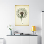 Dandelion Seed Head Illustration Wall Art & Canvas Prints