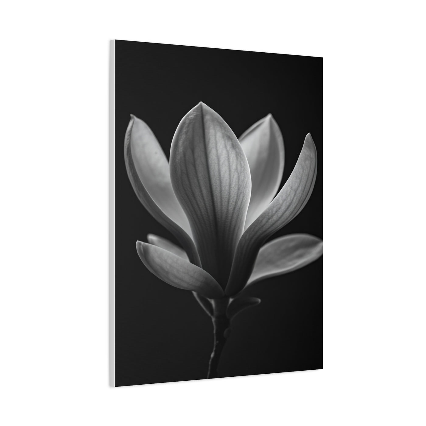 Magnolia Blossom Serenity Monochrome Wall Art & Canvas Prints