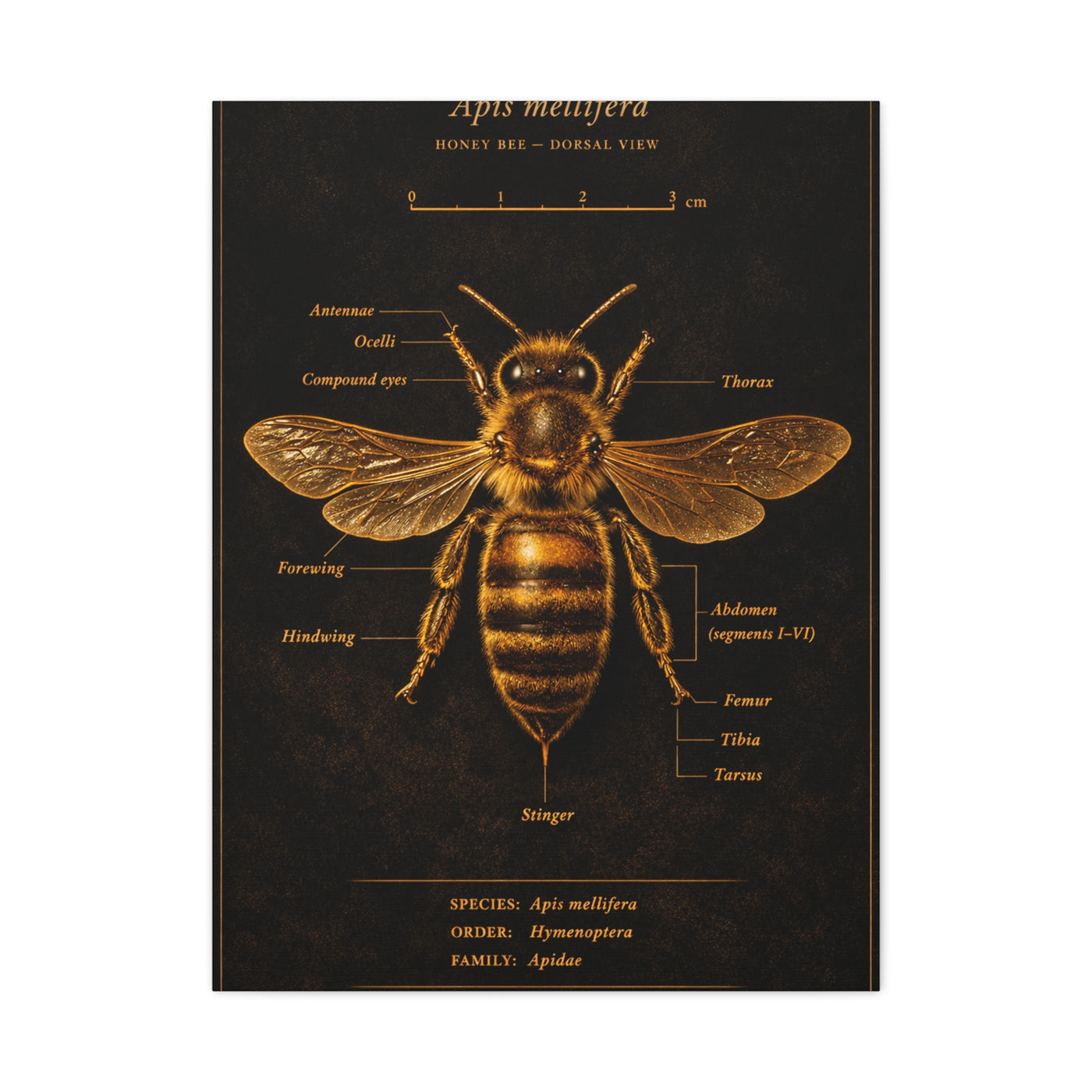 Gold Bee Entomology Study Wall Art & Canvas Print