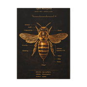 Gold Bee Entomology Study Wall Art & Canvas Print