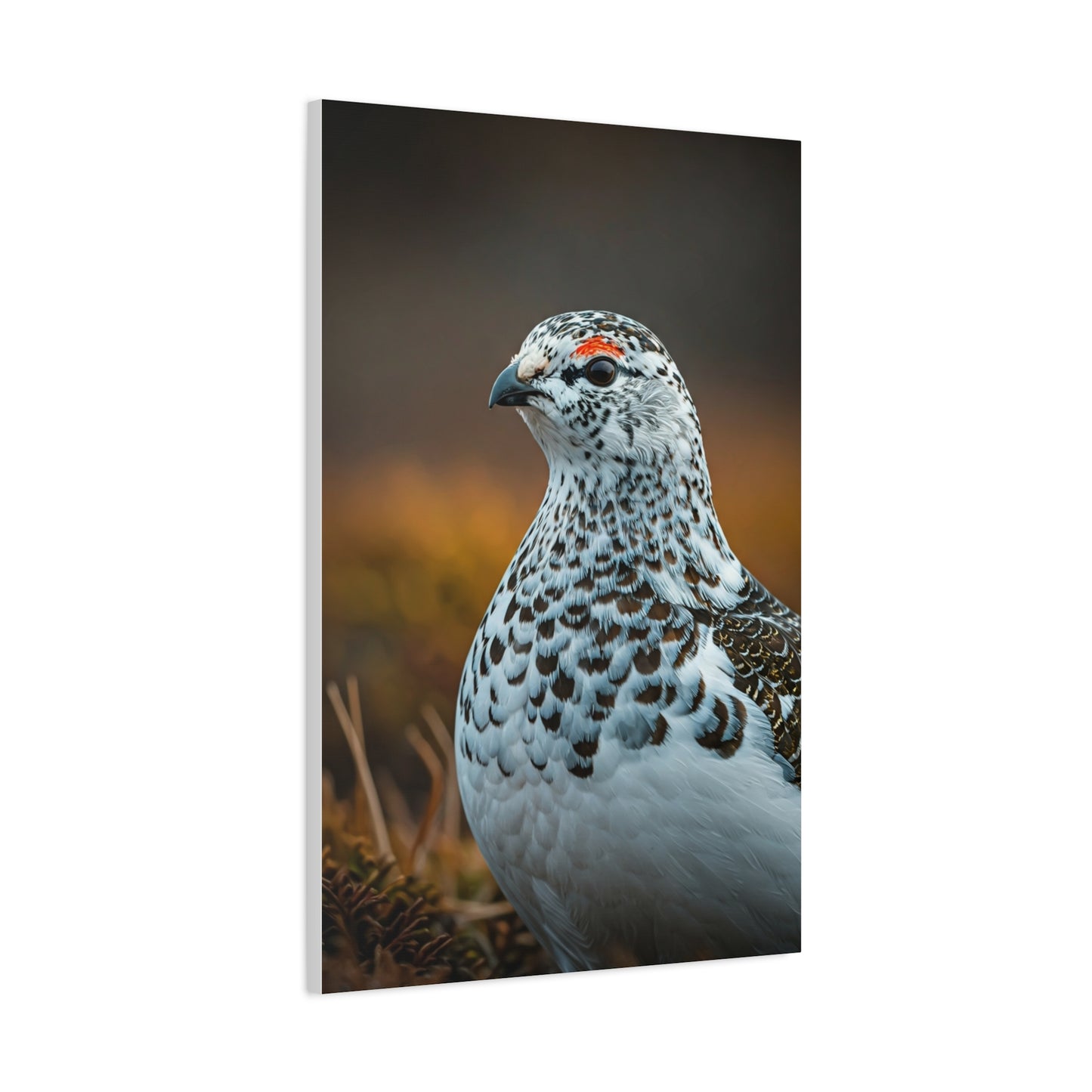 Snowy Grouse Portrait Wall Art & Canvas Prints