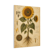 Vintage Botanical Sunflower Study Wall Art & Canvas Print