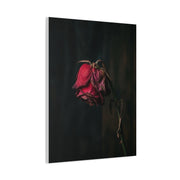 Withered Crimson Rose Still Life Wall Art & Canvas Print