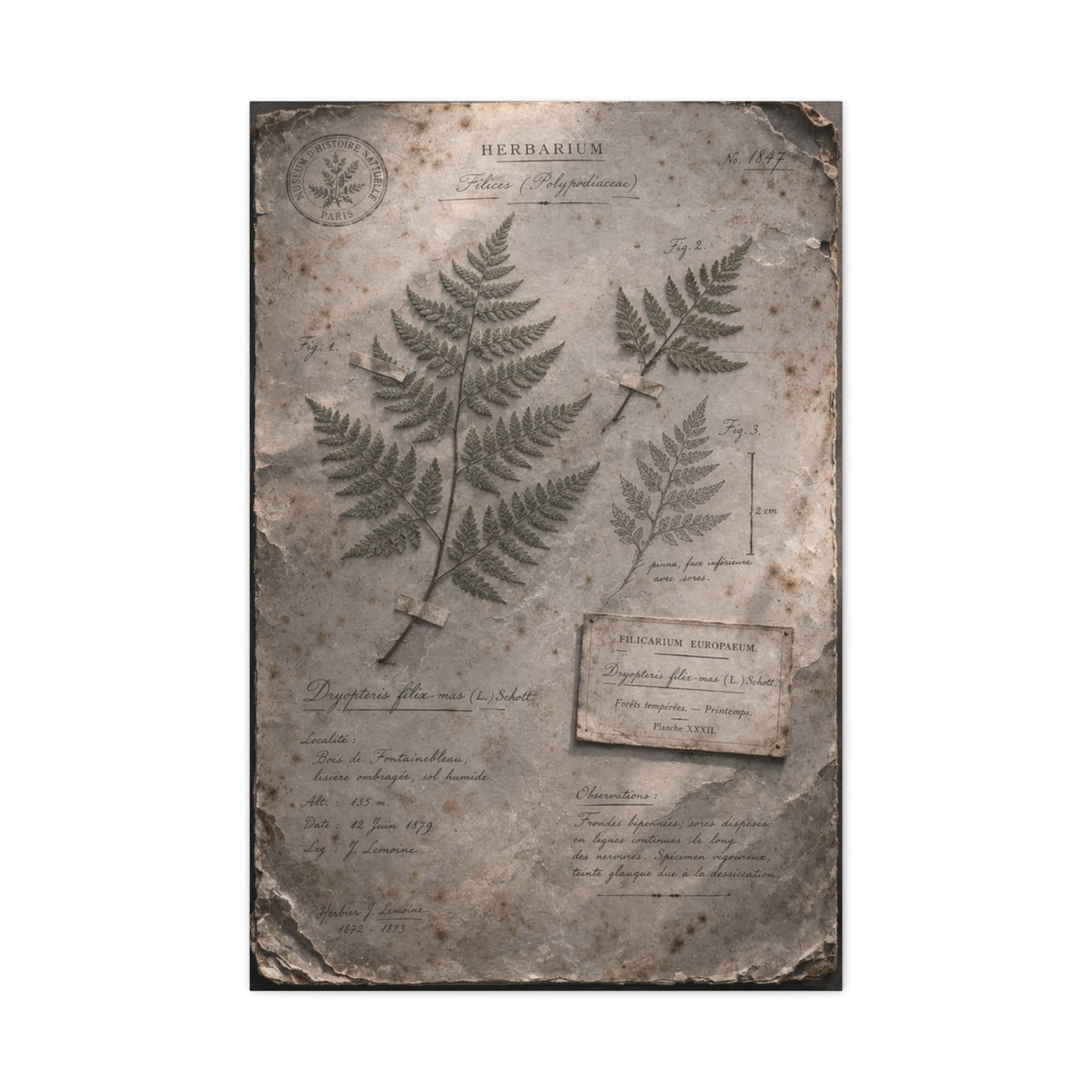 Antique Fern Herbarium Archive Wall Art & Canvas Print