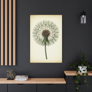Dandelion Seed Head Illustration Wall Art & Canvas Prints
