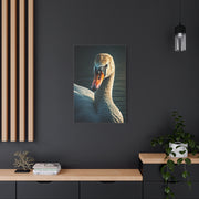 Serene Swan Reflection Wall Art & Canvas Prints