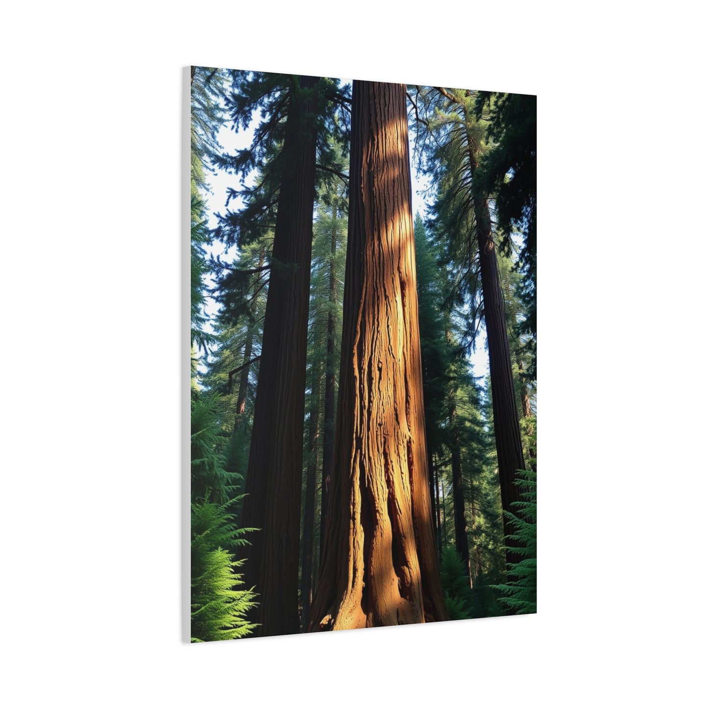 Supreme Redwood Tree Art Beautiful Collection Wall Art & Canvas Print