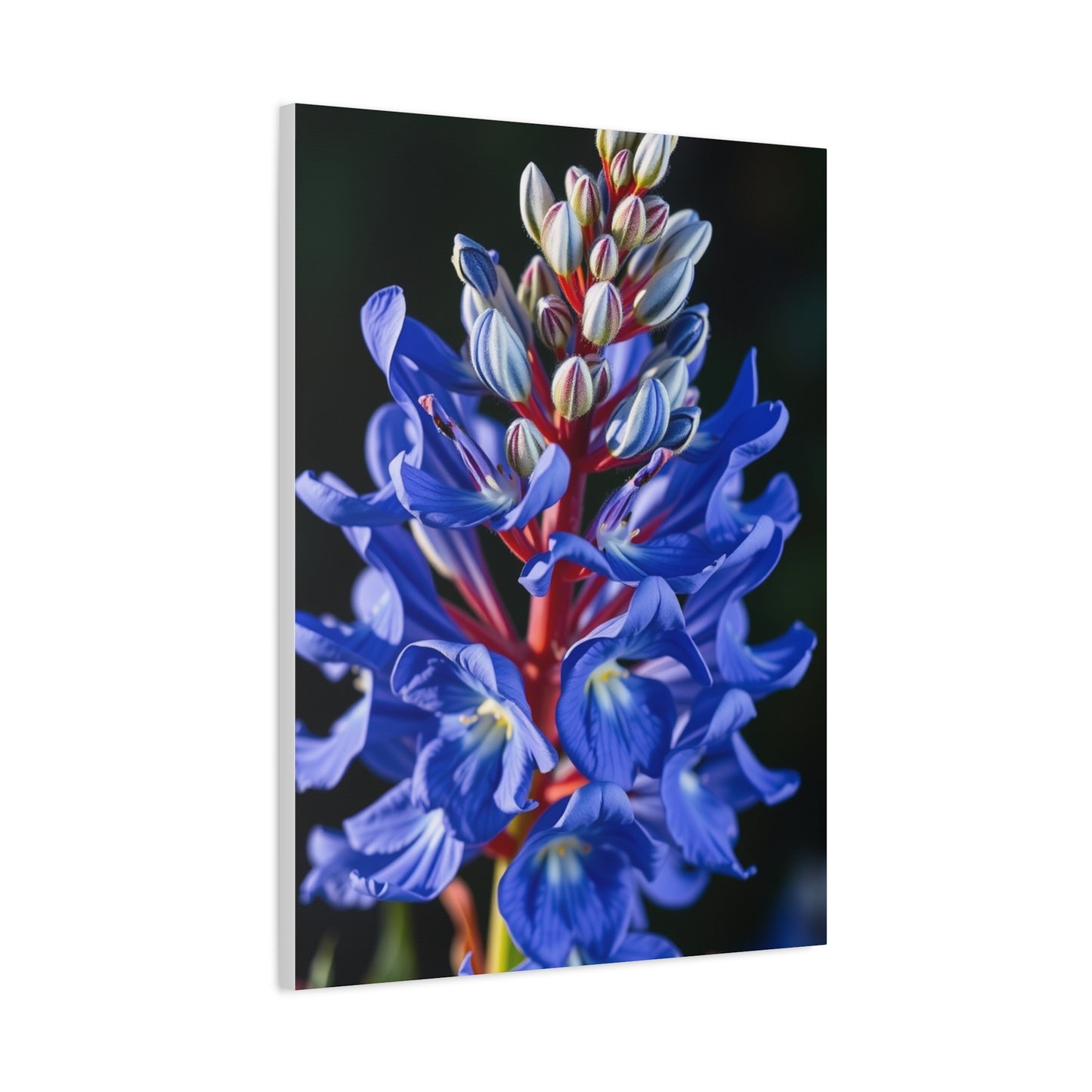 Bluebonnet Flower Art Supreme Gallery Wall Art & Canvas Print