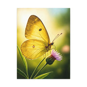 Golden Light Butterfly Close-Up Wall Art & Canvas Prints