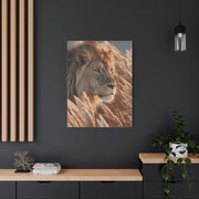 Lion in Golden Grass Calm Watch Wall Art & Canvas Print