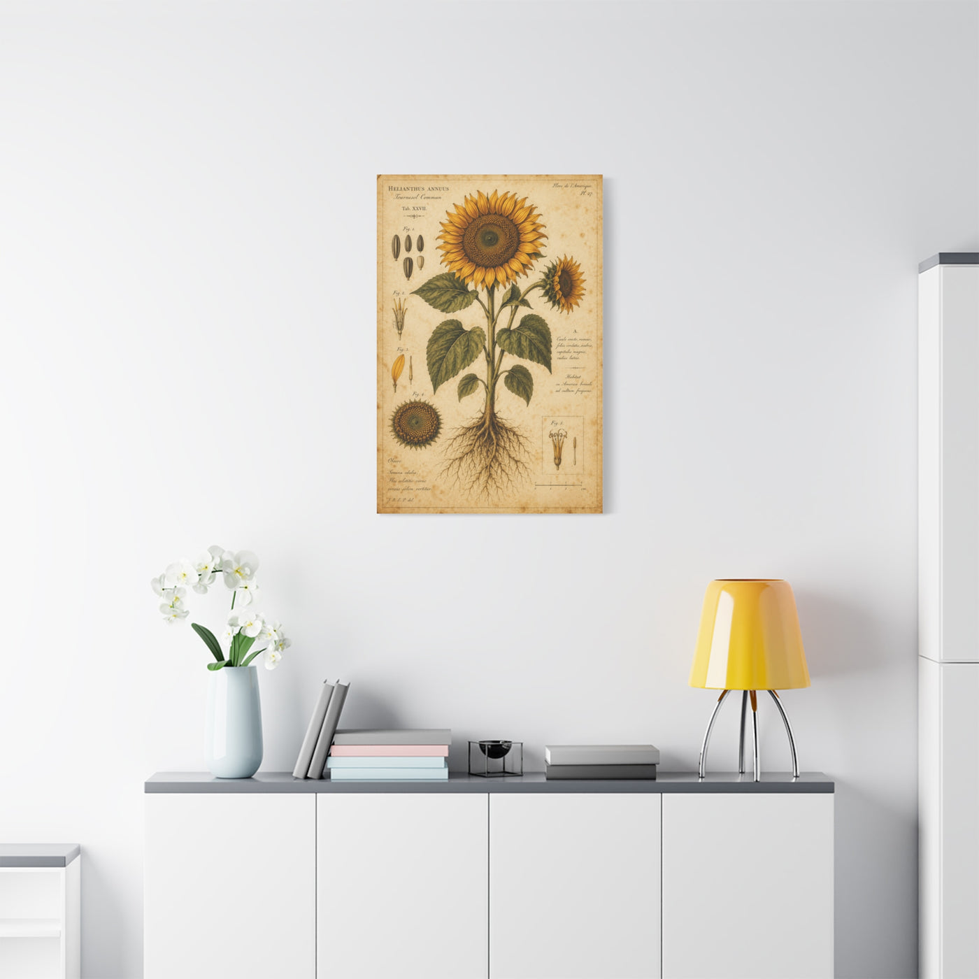 Vintage Botanical Sunflower Study Wall Art & Canvas Print