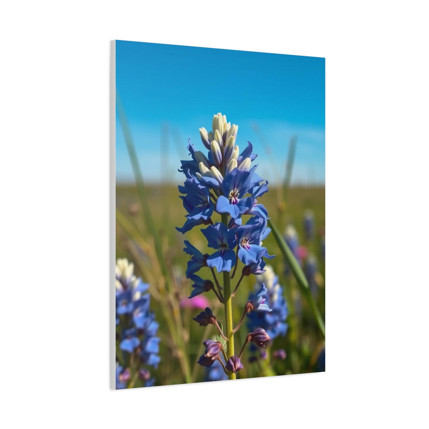 Bluebonnet Flower Art Premium Gallery Wall Art & Canvas Print