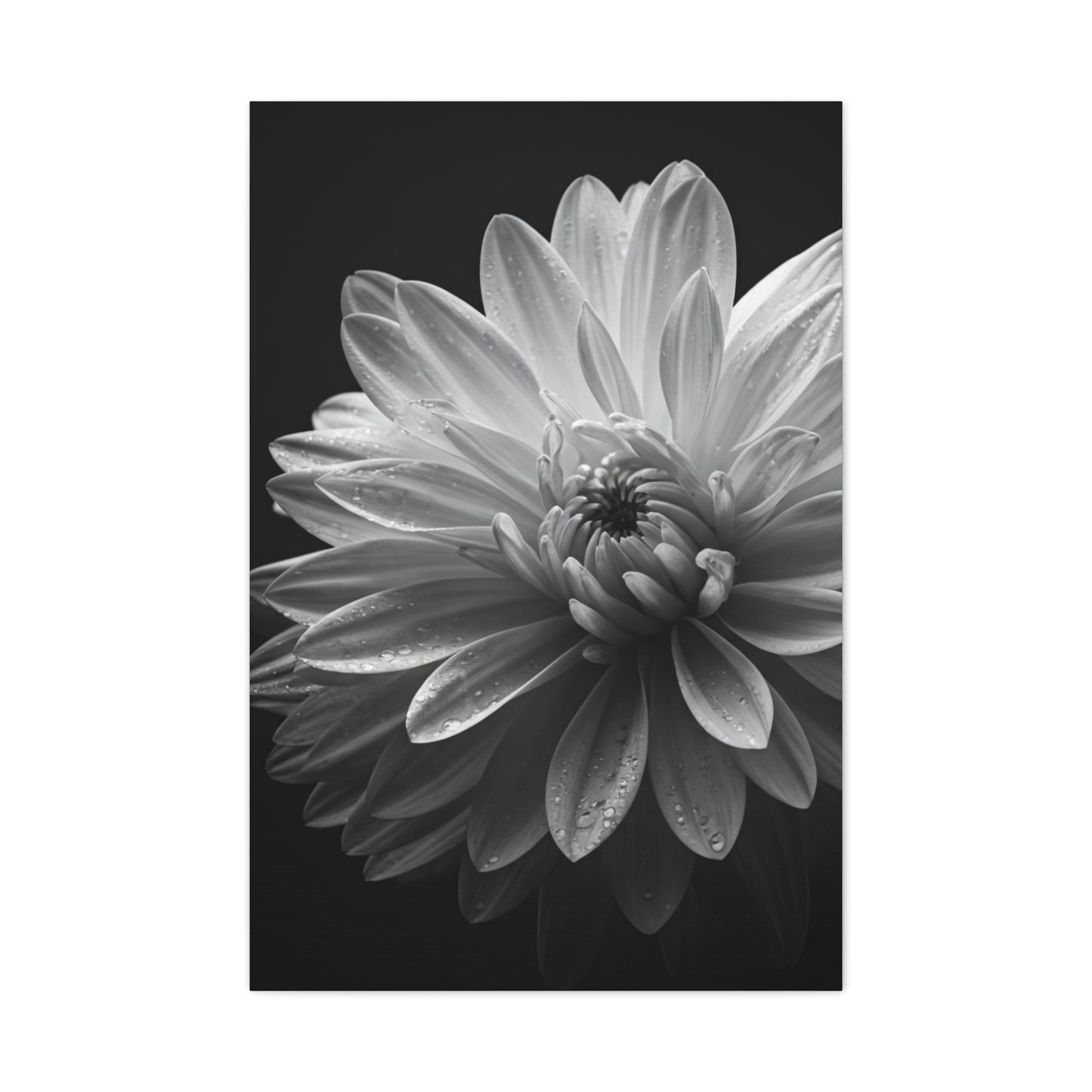 Chrysanthemum in Timeless Shadow Wall Art & Canvas Prints