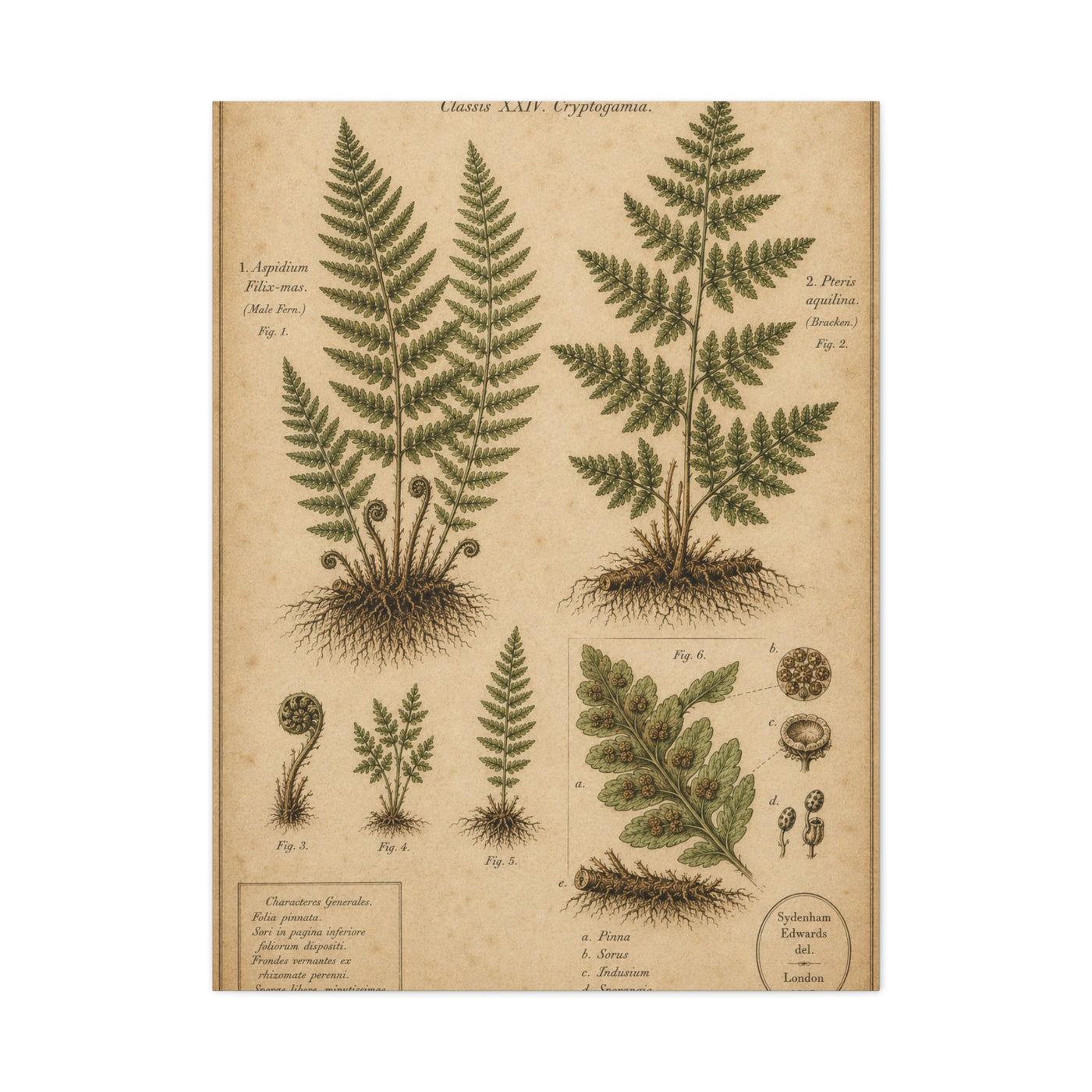 Antique Fern Herbarium Plate Wall Art & Canvas Print