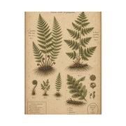 Antique Fern Herbarium Plate Wall Art & Canvas Print