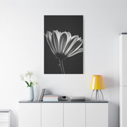 Classic Gerbera Bloom in Shadow Wall Art & Canvas Prints