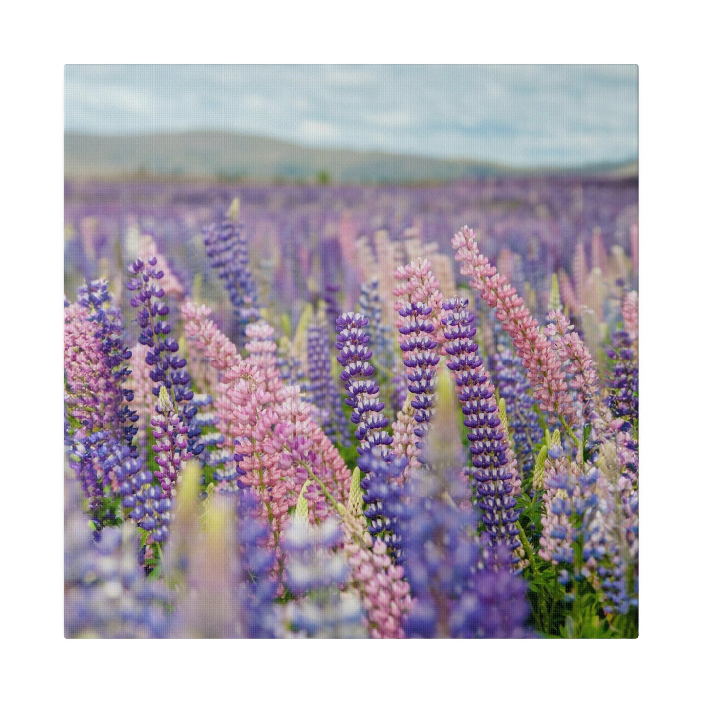 Lavender Flower Wall Art and Canvas Prints