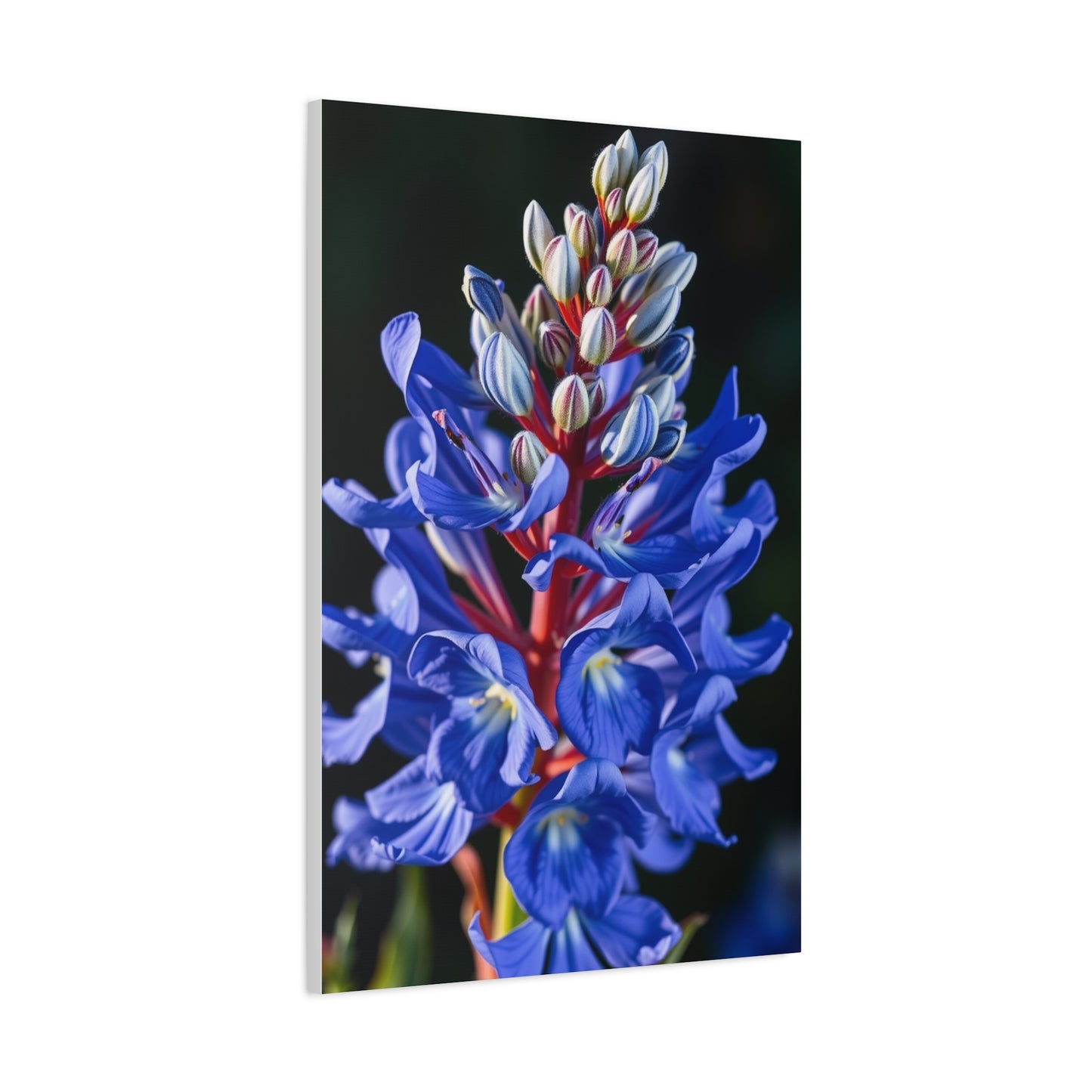 Bluebonnet Flower Art Supreme Gallery Wall Art & Canvas Print