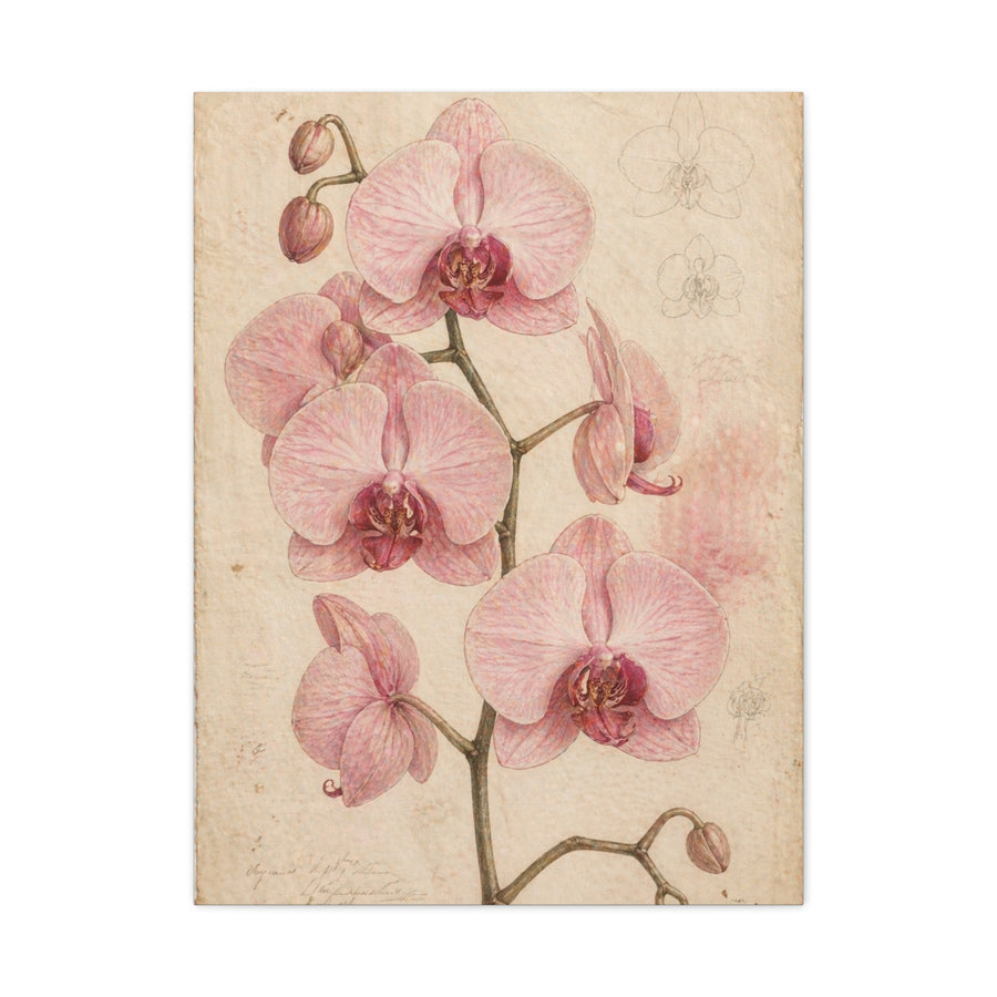Vintage Orchid Botanical Study Wall Art & Canvas Print