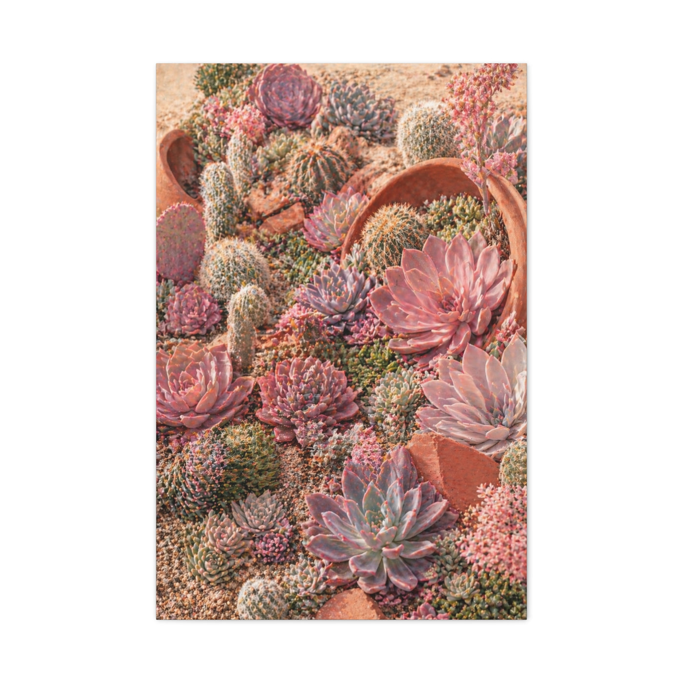 Pink Succulent Garden Wall Art & Canvas Print