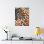 Lion in Golden Grass Calm Watch Wall Art & Canvas Print