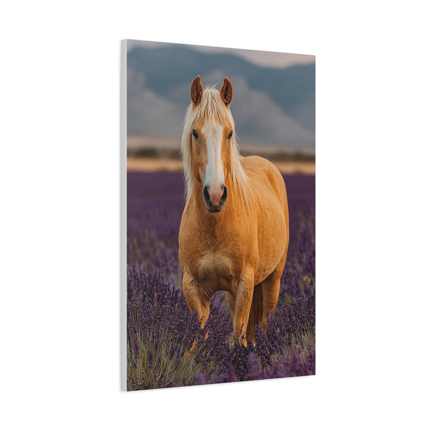 Palomino in Lavender Field Wall Art & Canvas Print