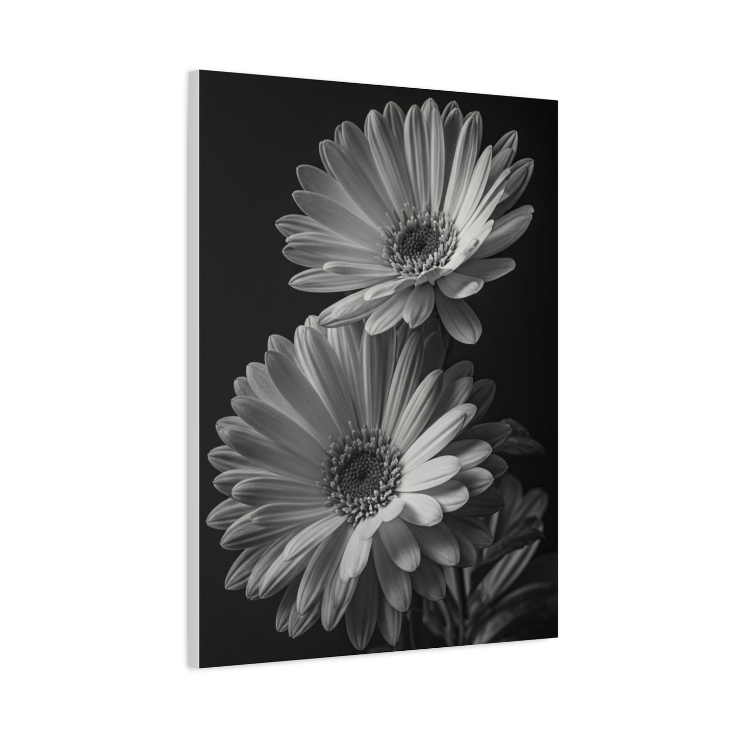 Timeless Gerbera Duo Monochrome Wall Art & Canvas Prints