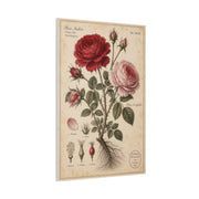 Victorian Rose Botanical Study Wall Art & Canvas Print