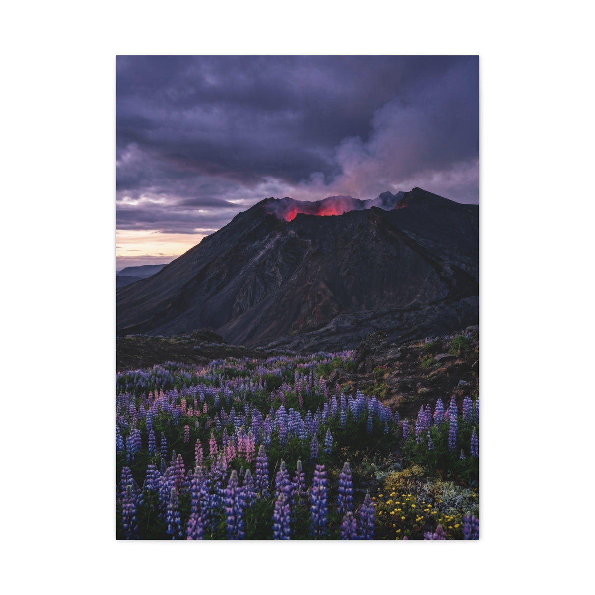 Volcanic Twilight & Wild Lupines Wall Art & Canvas Print