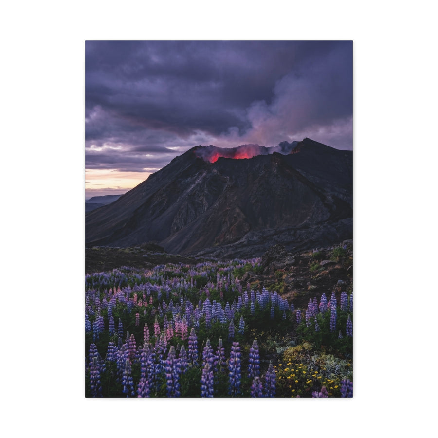 Volcanic Twilight & Wild Lupines Wall Art & Canvas Print