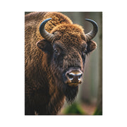 Wood Bison Close-Up with Soft Forest Backdrop Wall Art & Canvas Print