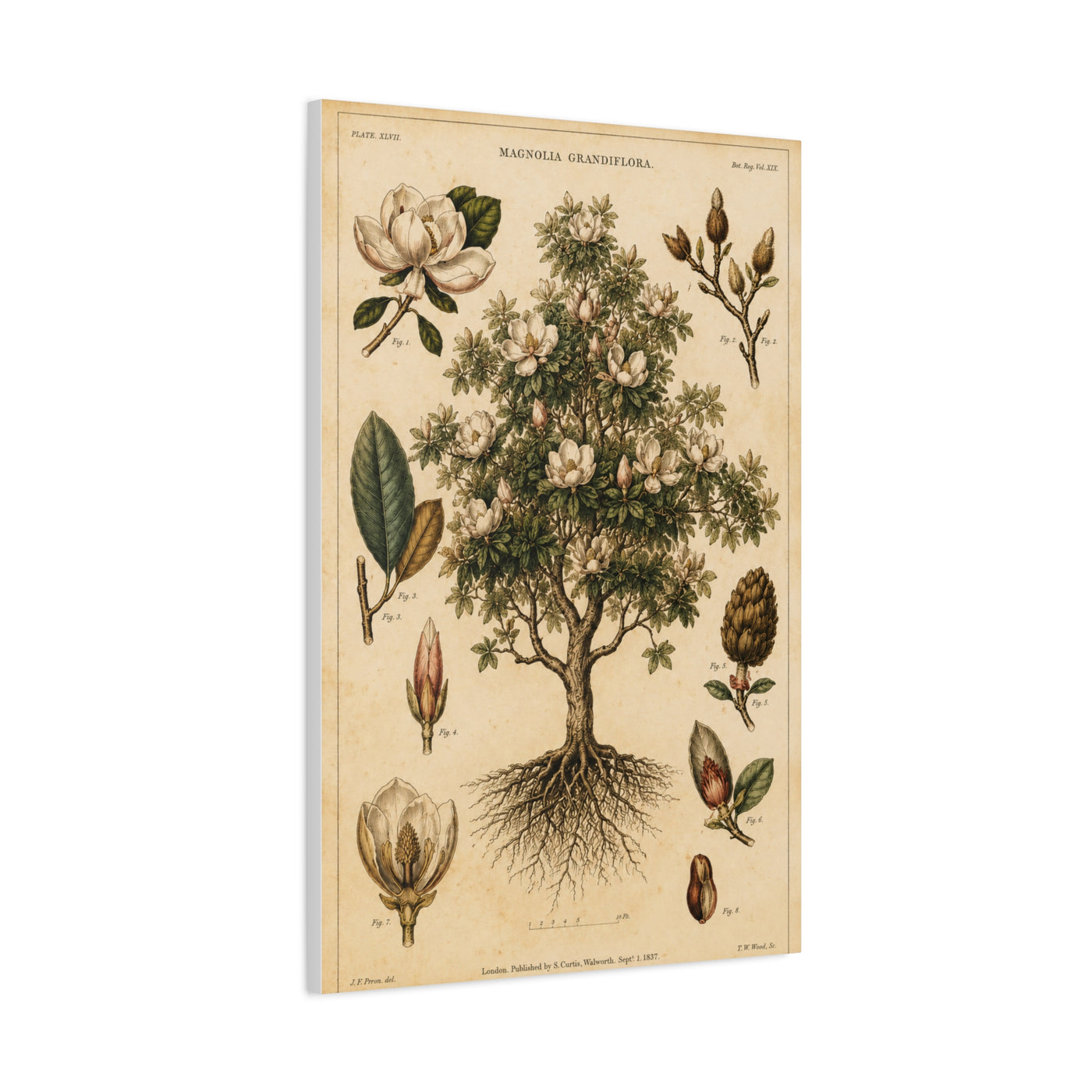Vintage Magnolia Botanical Study Trees Wall Art & Canvas Print