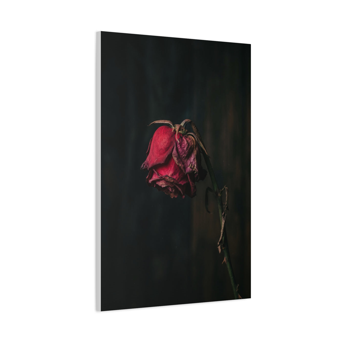 Withered Crimson Rose Still Life Wall Art & Canvas Print