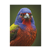 Vibrant Colorburst Sparrow Portrait Wall Art & Canvas Prints