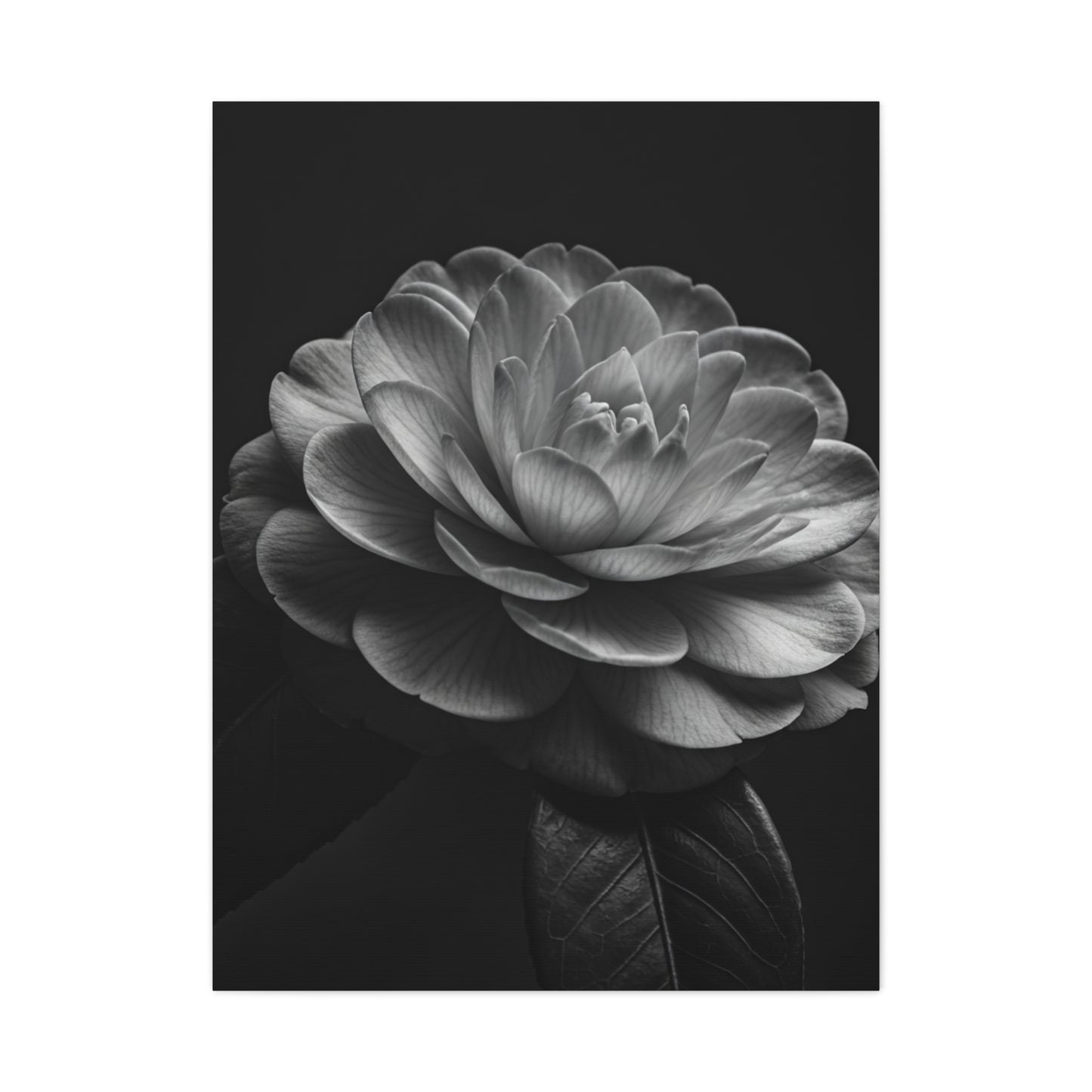 Camellia Bloom in Shadow Monochrome Wall Art & Canvas Prints