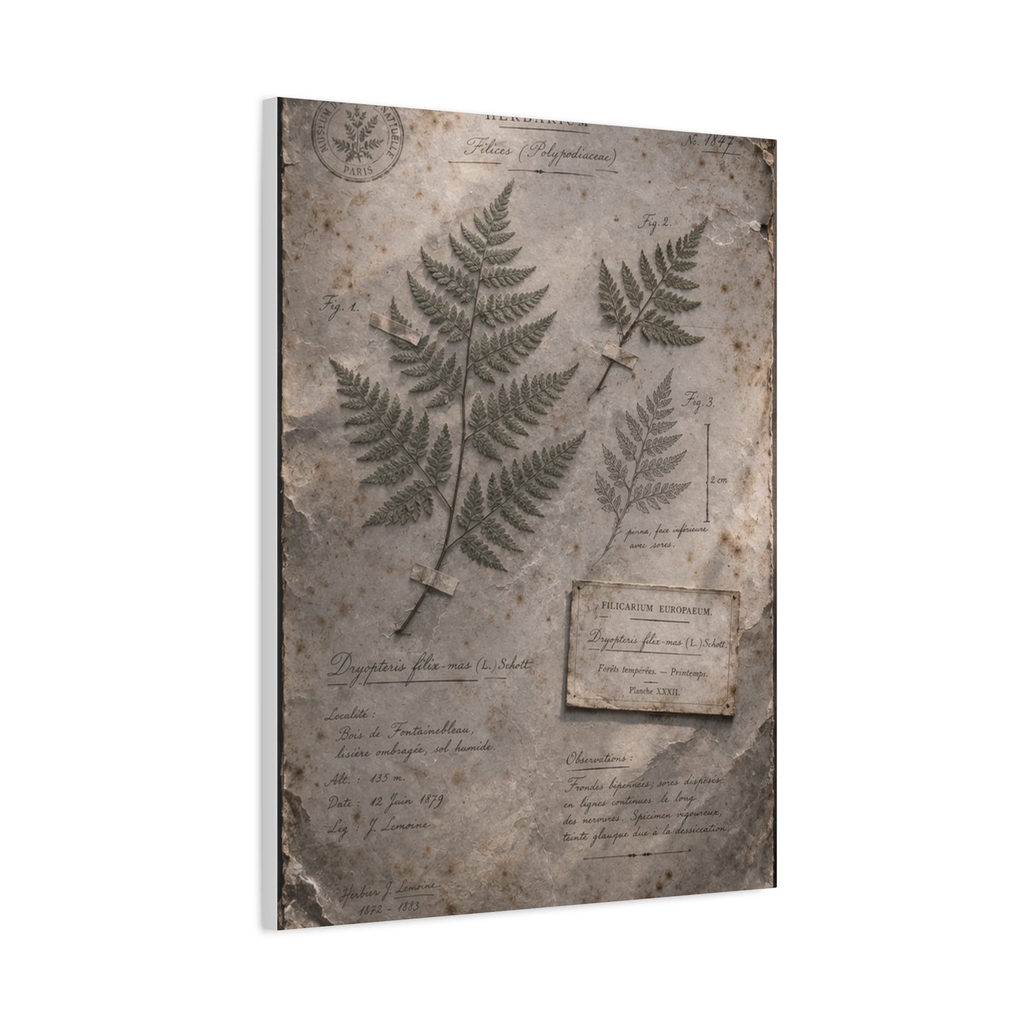 Antique Fern Herbarium Archive Wall Art & Canvas Print