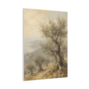 Mediterranean Olive Grove Light Trees Wall Art & Canvas Print