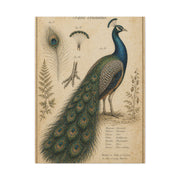 Victorian Scientific Peacock Study Wall Art & Canvas Print
